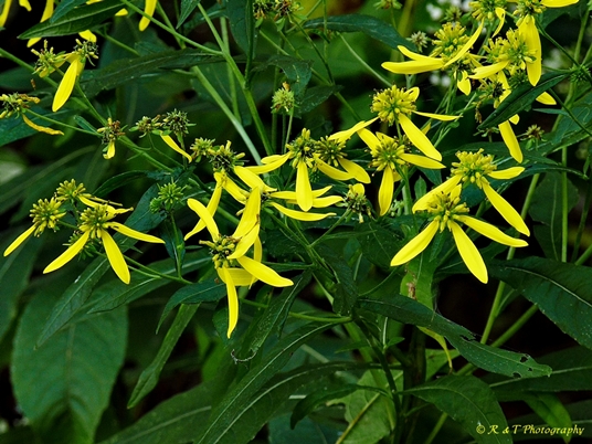 {Verbesina alternifolia}